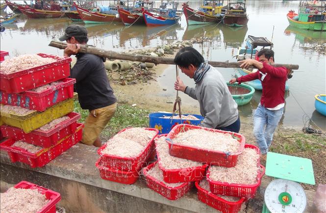 Trong ảnh: Chuyển ruốc biển lên bờ bán cho thương lái. Ảnh: Đức Thọ - TTXVN       