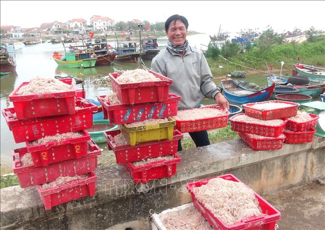 Trong ảnh: Ngư dân Quảng Bình được mùa ruốc biển. Ảnh: Đức Thọ - TTXVN         