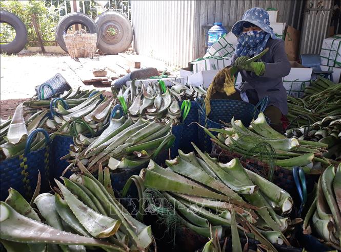 Trong ảnh: Sơ chế nha đam trước khi đưa đi tiêu thụ. Ảnh: Nguyễn Thành - TTXVN