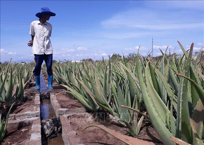 Trong ảnh: Nông dân phường Văn Hải, thành phố Phan Rang - Tháp Chàm kiểm tra ruộng nha đam chuẩn bị cho thu hoạch. Ảnh: Nguyễn Thành - TTXVN