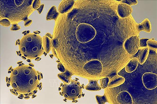 Trong ảnh: Hình ảnh do Cơ quan dược phẩm và thực phẩm Mỹ cung cấp về virus SARS-CoV-2 gây dịch viêm đường hô hấp cấp COVID-19. Ảnh: AFP/TTXVN