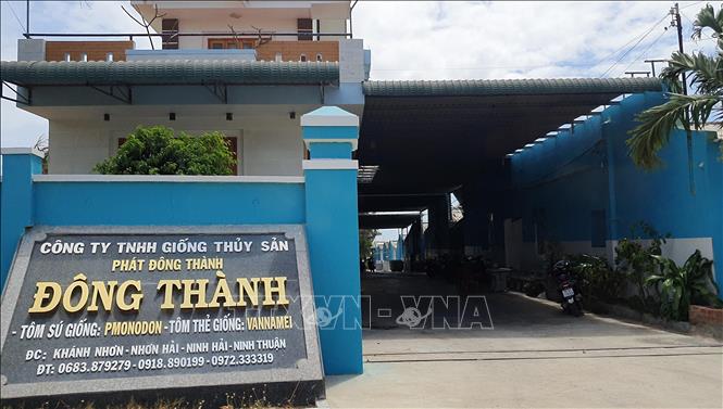 Trong ảnh: Công ty TNHH giống thủy sản Phát Đông Thành bị Đoàn Thanh tra của Tổng cục Thủy sản xử phạt hành chính 70 triệu đồng. Ảnh: Công Thử - TTXVN