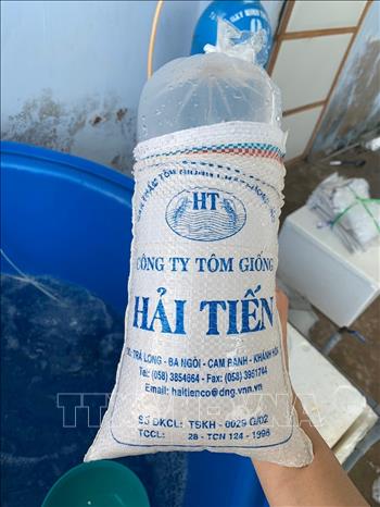 Trong ảnh: Tôm giống được Công ty TNHH sản xuất giống thủy sản Phong Phú VN đóng bao vận chuyển đi bán nhưng không có kiểm dịch. Ảnh: Công Thử - TTXVN