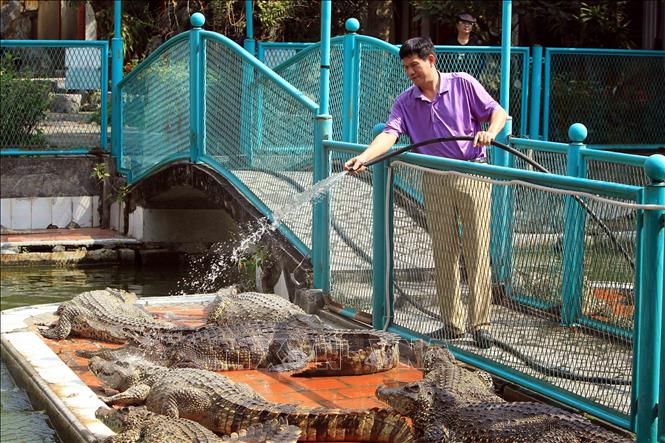 Trong ảnh: Chăm sóc cho cá sấu là niềm đam mê của ông Cao Văn Tuấn. Ảnh: An Đăng - TTXVN