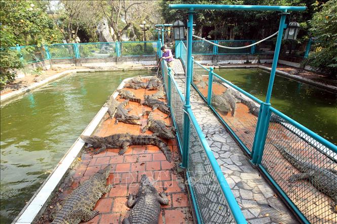Trong ảnh: Bể nuôi cá sấu của ông Cao Văn Tuấn được quây bằng hàng rào sắt, đảm bảo an toàn cho du khách đến thăm quan. Ảnh: An Đăng - TTXVN