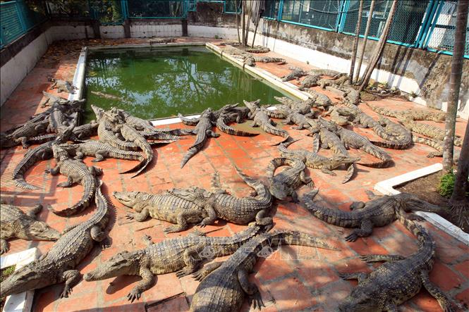 Trong ảnh: Cá sấu được nuôi trong những bể khác nhau phụ thuộc vào độ tuổi. Ảnh: An Đăng - TTXVN
