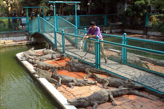 Trong ảnh: Chăm sóc cho cá sấu là niềm đam mê của ông Cao Văn Tuấn. Ảnh: An Đăng - TTXVN