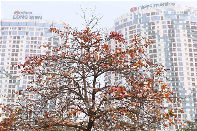 Trong ảnh: Cây bàng phía trước Mipec Long Biên và Mipec Riverside Long Biên. Ảnh: Anh Tuấn – TTXVN