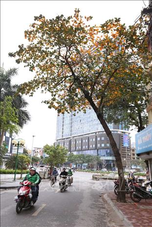 Trong ảnh: Một cây bàng đổ vàng sắc lá đầu phố Trung Kính. Ảnh: Anh Tuấn – TTXVN