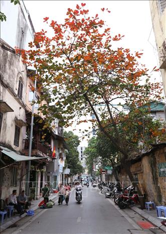 Trong ảnh: Ngõ phố Phan Chu Chinh Hà Nội đẹp như tranh Bùi Xuân Phái. Ảnh: Anh Tuấn – TTXVN