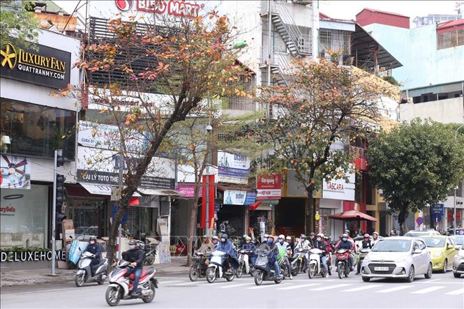 Trong ảnh: Cây bàng trên phố Trần Duy Hưng làm cho con phố thơ mộng hơn. Ảnh: Anh Tuấn – TTXVN