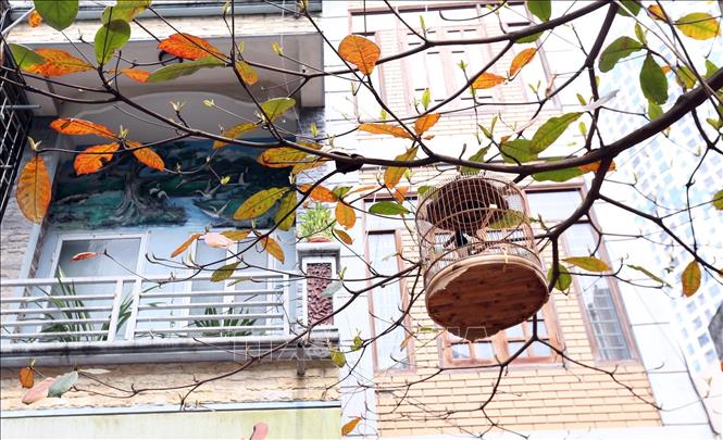 Trong ảnh: Cành bàng vàng sắc lá là nơi cheo những lồng chim trông thật thơ mộng. Ảnh: Anh Tuấn – TTXVN
