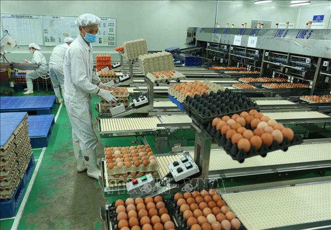 Trong ảnh: Dây chuyền đóng gói sản phẩm trứng gà công nghệ Nhật Bản của Công ty. Ảnh: Vũ Sinh - TTXVN