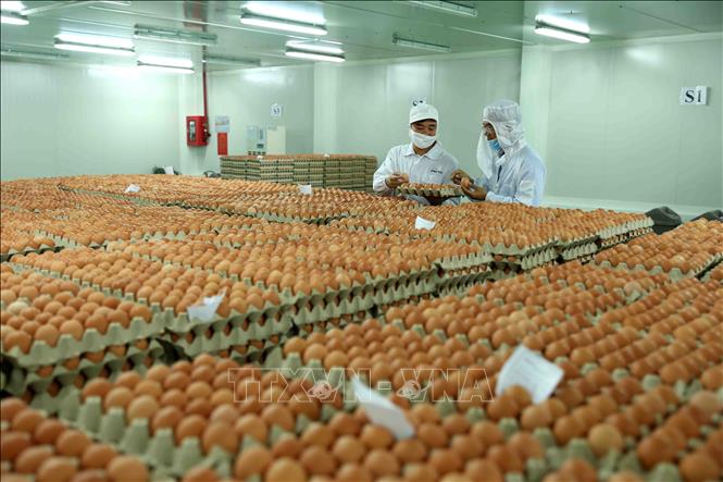 Trong ảnh: Chuẩn bị sản phẩm trứng gà cung cấp cho thị trường. Ảnh: Vũ Sinh - TTXVN