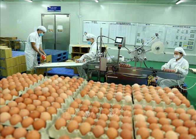 Trong ảnh: Đóng gói sản phẩm trứng gà tại nhà máy của Công ty. Ảnh: Vũ Sinh - TTXVN