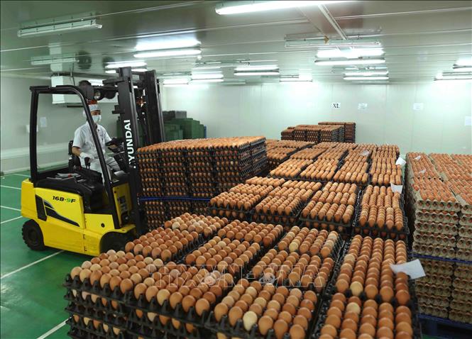 Trong ảnh: Vận chuyển sản phẩm trứng gà cung cấp cho thị trường. Ảnh: Vũ Sinh - TTXVN