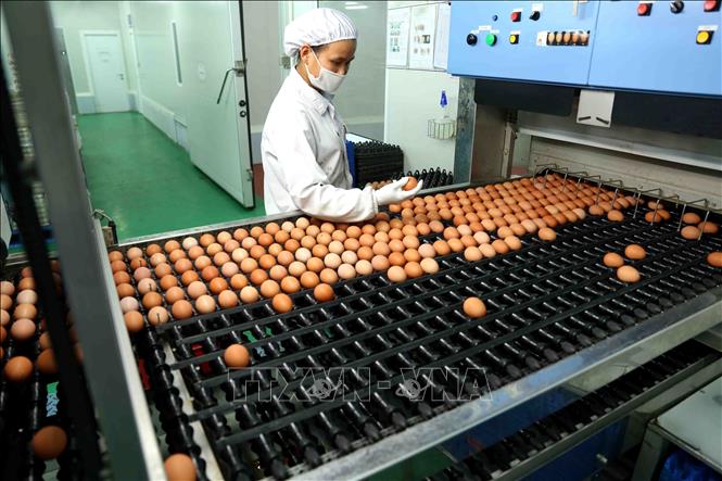 Trong ảnh: Sản phẩm trứng gà được rửa sạch và đưa qua hệ thống chiếu tia UV diệt khuẩn trước khi đóng gói. Ảnh: Vũ Sinh - TTXVN
