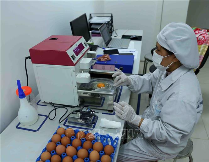 Trong ảnh: Nhân viên của công ty kiểm tra chất lượng sản phẩm trứng gà trước khi đưa vào sản xuất. Ảnh: Vũ Sinh - TTXVN