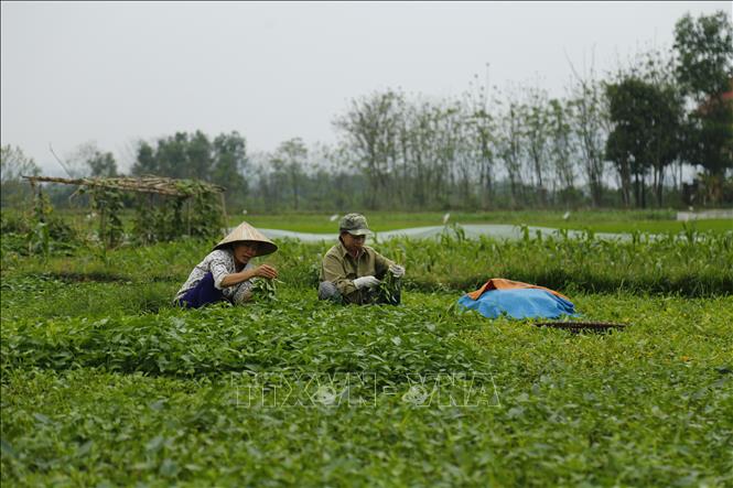 Phát triển sản xuất rau an toàn tại Thái Thụy  Đài Phát Thanh và Truyền  Hình Thái Bình
