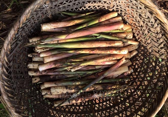 Trong ảnh: Măng sặt Văn Bàn. Ảnh: Quốc Khánh - TTXVN