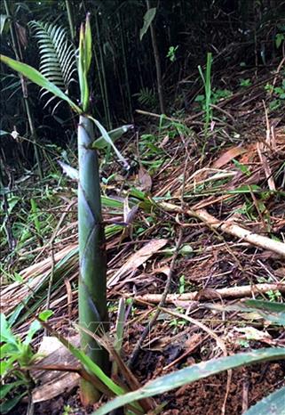 Trong ảnh: Măng sặt là món ăn nổi tiếng của đồng bào các dân tộc huyện Văn Bàn. Ảnh: Quốc Khánh - TTXVN