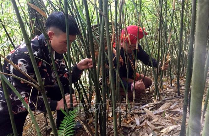 Trong ảnh: Người dân xã Dần Thàng lên rừng thu hoạch măng sặt. Ảnh: Quốc Khánh - TTXVN
