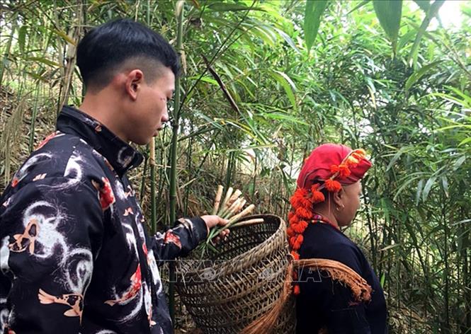 Trong ảnh: Người dân xã Dần Thàng lên rừng thu hoạch măng sặt. Ảnh: Quốc Khánh - TTXVN