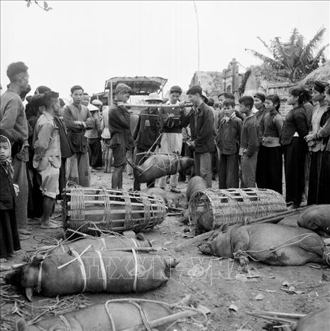 Sau giải phóng, nhân dân Hà Nội hăng hái bắt tay vào hàn gắn vết thương chiến tranh, khôi phục, cải tạo và phát triển kinh tế, văn hóa, xã hội. Trong ảnh: Nhân viên trạm thu mua Chợ Sa, huyện Đông Anh, Hà Nội thu mua lợn ở xã Dục Tú (tháng 3/1964). Ảnh: Xuân Vi –TTXVN