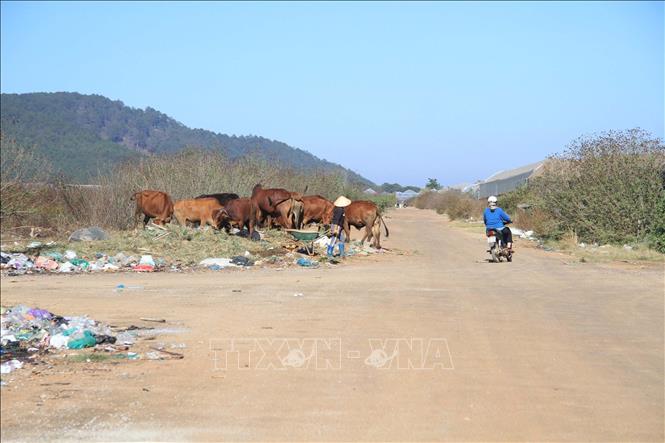 Trong ảnh: Tình trạng chăn thả trâu bò, đổ phân bón, đất trộn dùng cho nông nghiệp tràn lan cả đường bay. Ảnh: Đặng Tuấn –TTXVN  

