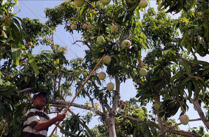 Photo: Harvesting mango at Le Dinh Phong’s household. VNA Photo: Trần Việt