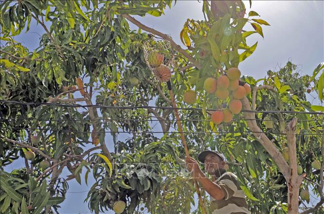 Photo: Harvesting mango at Le Dinh Phong’s household. VNA Photo: Trần Việt