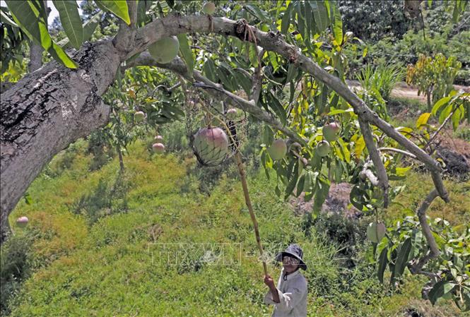 Photo: Harvesting mango at Le Dinh Phong’s household. VNA Photo: Trần Việt