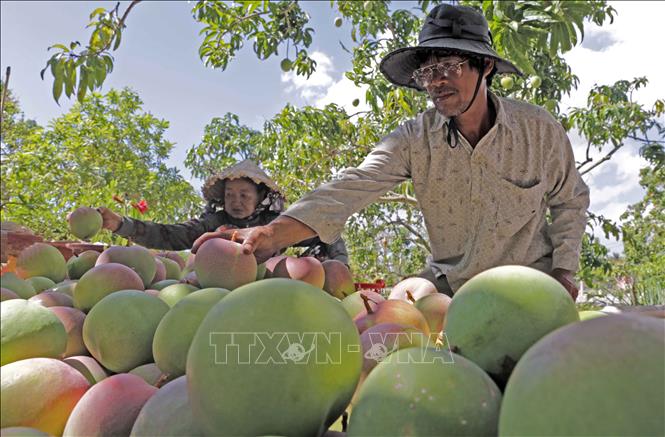 Photo: Harvesting mango at Le Dinh Phong’s household. VNA Photo: Trần Việt