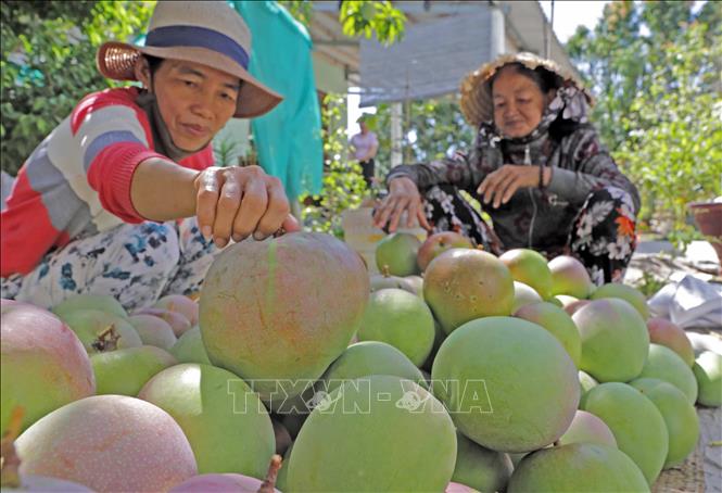 Photo: Harvesting mango at Le Dinh Phong’s household. VNA Photo: Trần Việt