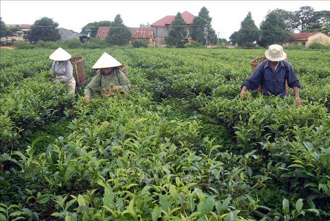 Trong ảnh: Công nhân Công ty chè Biển Hồ tỉnh Gia Lai thu hoạch chè. Ảnh: Sỹ Huynh - TTXVN
