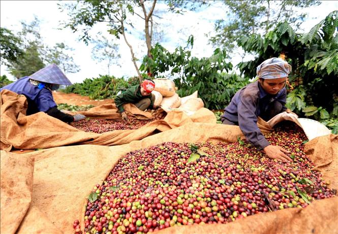 Trong ảnh: Thực hiện kế hoạch cải tạo, tái canh đến năm 2020 đạt khoảng 15.000 ha và giữ ổn định diện tích cà phê của tỉnh Gia Lai khoảng 80.000 ha, năng suất đạt từ 32 – 35 tạ/ha, sản lượng đạt khoảng 250.000 tấn. Ảnh: Vũ Sinh - TTXVN