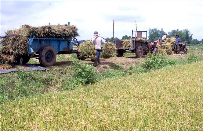 Trong ảnh: Nông dân Jơ Rai ở xã Chôh Pơ Nan, huyện Phú Thiện thu hoạch lúa trên cánh đồng Auyn Hạ. Ảnh: Sỹ Huynh - TTXVN
