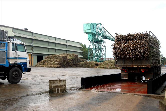 Trong ảnh: Nhập mía nguyên liệu để sản xuất đường tại nhà máy đường An Khê. Ảnh: Sỹ Huynh - TTXVN