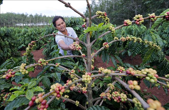 Trong ảnh: Vốn vay các chương trình cho vay ưu đãi qua Ngân hàng Chính sách xã hội trên địa bàn tỉnh Gia Lai đã giúp hàng chục nghìn lượt hộ nghèo, cận nghèo và mới thoát nghèo có điều kiện đầu tư vào sản xuất; giải quyết việc làm cho nhiều lao động. Ảnh: Trần Việt - TTXVN
