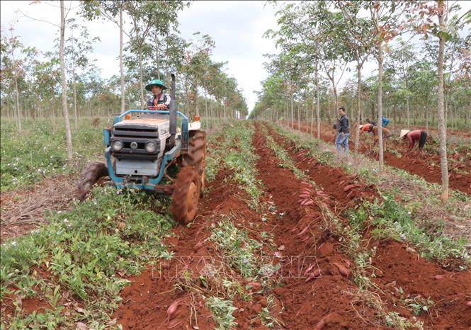 Gia Lai có đặc điểm về điều kiện tự nhiên đa dạng với nhiều kiểu địa hình như đồi núi, cao nguyên và thung lũng. Chính những kiểu địa hình này đã tạo nên cho mỗi vùng đất những nét đặc trưng riêng về sản vật, sản phẩm nông nghiệp, danh lam thắng cảnh…Trong ảnh: Nông dân Gia Lai thu hoạch khoai lang Lệ Cần. Ảnh: Hoài Nam - TTXVN