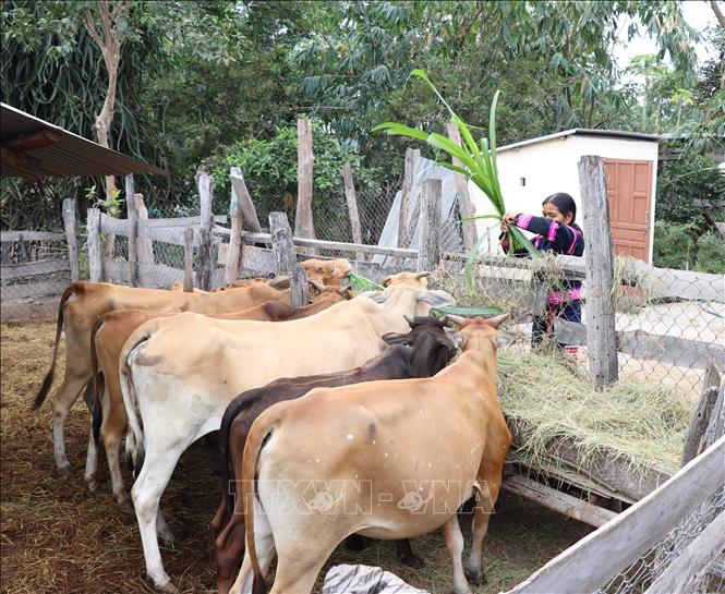 Trong ảnh: Nhờ được cán bộ xã Ia Tul, huyện Ia Pa hướng dẫn chăn nuôi, trồng trọt mà nhiều hộ dân ở làng Bong Biah A đã vươn lên thoát nghèo. Ảnh: Hồng Điệp - TTXVN