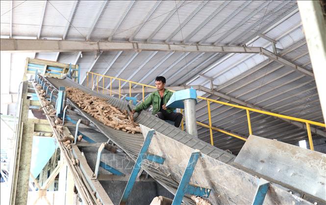 Trong ảnh: Công nhân sản xuất tại nhà máy tinh bột sắn của Công ty TNHH Thương mại Chế biến nông - lâm sản - đường Vạn Phát, huyện Krông Pa. Ảnh: Hoài Nam – TTXVN