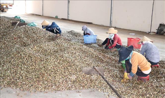 Trong ảnh: Hiện nay, tỉnh Gia Lai có 3 khu kinh tế, khu công nghiệp, với 89 dự án của gần 80 nhà đầu tư, tổng số vốn đăng ký trên 2.500 tỷ đồng. Ảnh: Dư Toán - TTXVN
