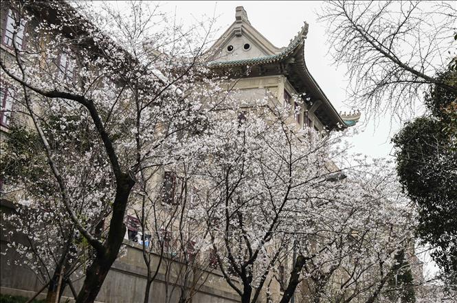 Trong ảnh: Hoa anh đào nở rộ trong sân trường đại học Vũ Hán, tỉnh Hồ Bắc, Trung Quốc, ngày 16/3/2020. Ảnh: THX/ TTXVN