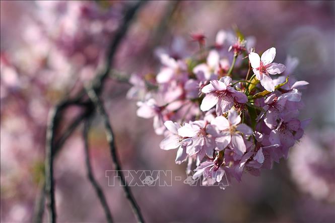Trong ảnh: Hoa Anh đào nở rộ tại Vũ Hán, tỉnh Hồ Bắc, Trung Quốc, ngày 14/3/2020. Ảnh: THX/TTXVN