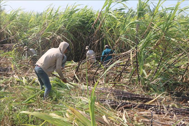 Trong ảnh: Vườn mía của gia đình anh Cao Văn Thắng (ấp Bàu Hàm, xã Tân Lâm, huyện Xuyên Mộc) mới chỉ bán được 1 trong tổng số 8ha, mặc dù đã quá thời gian thu hoạch gần 3 tháng. Ảnh: Hoàng Nhị - TTXVN