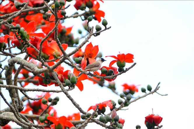 Ninh Bình: Vẻ đẹp rực rỡ của hoa gạo tháng 3 - Ảnh thời sự trong ...