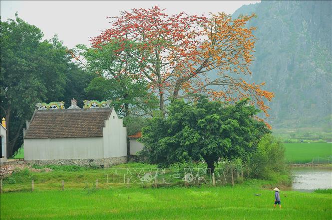 Trong ảnh: Cây gạo đầu làng, cây gạo bên đình chùa đền miếu trở thành thân quen với người làng quê Việt Nam. Ảnh: Minh Đức - TTXVN