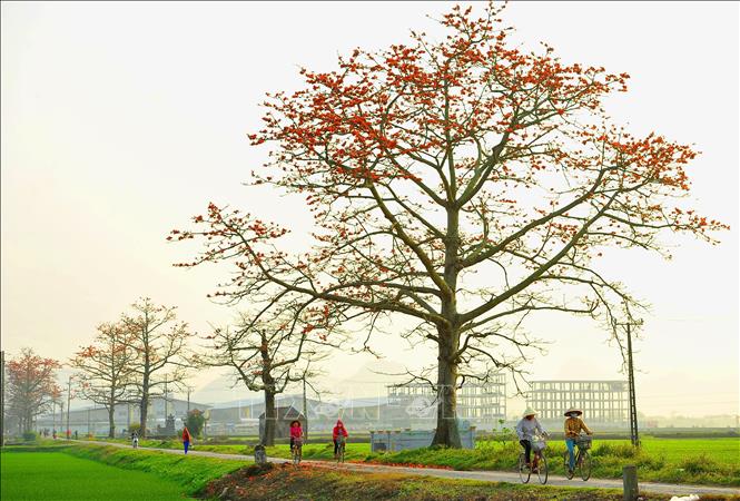 Trong ảnh: Mùa hoa gạo gắn liền với tháng ba. Hoa gạo nở là lúc những đợt rét cuối cùng của mùa đông sắp qua, mùa hè sắp đến. Ảnh: Minh Đức - TTXVN