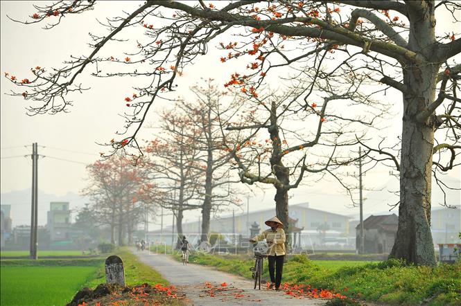 Trong ảnh: Mùa hoa gạo gắn liền với tháng ba. Hoa gạo nở là lúc những đợt rét cuối cùng của mùa đông sắp qua, mùa hè sắp đến. Ảnh: Minh Đức - TTXVN